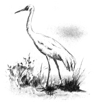 Сборник "Приключения Томека на разных континентах".Компиляция. кн. 6-8 - i_084.png