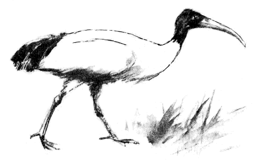 Сборник "Приключения Томека на разных континентах".Компиляция. кн. 6-8 - i_085.png