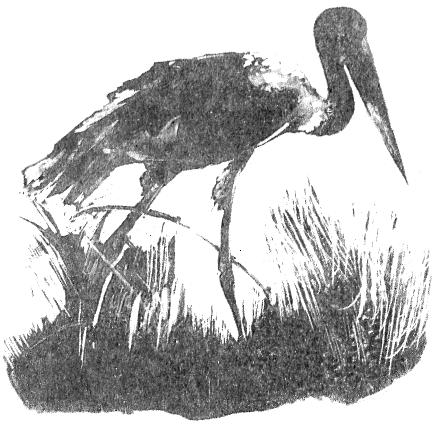 Сборник "Приключения Томека на разных континентах".Компиляция. кн. 6-8 - i_087.png