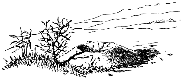 Муравей-жнец - i_003.png