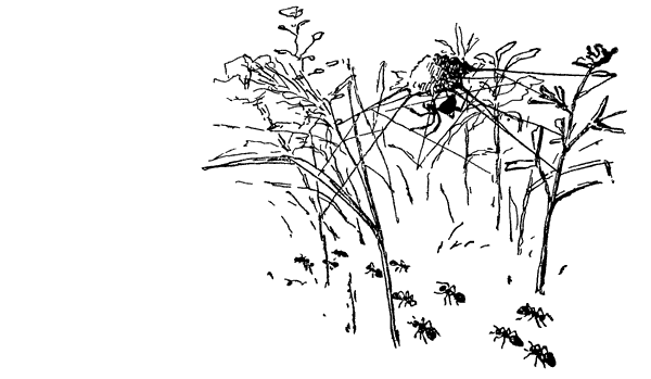 Муравей-жнец - i_004.png