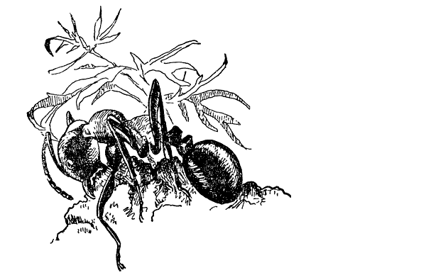 Муравей-жнец - i_005.png