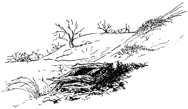 Муравей-жнец - i_006.png