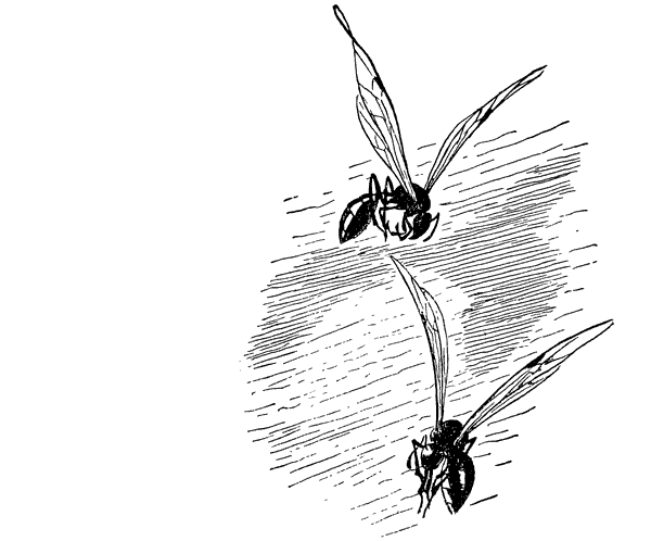 Муравей-жнец - i_008.png