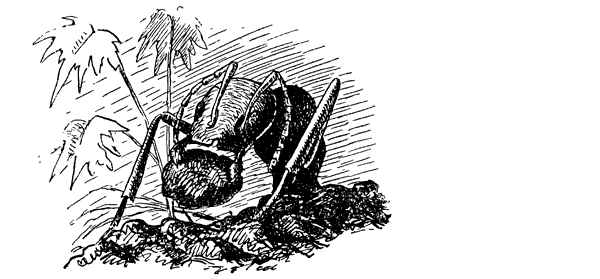 Муравей-жнец - i_009.png