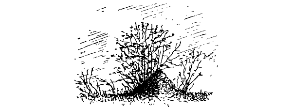 Муравей-жнец - i_010.png