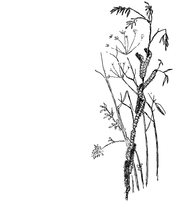 Муравей-жнец - i_011.png