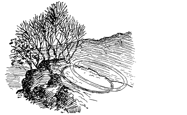 Муравей-жнец - i_012.png