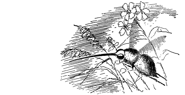 Муравей-жнец - i_013.png