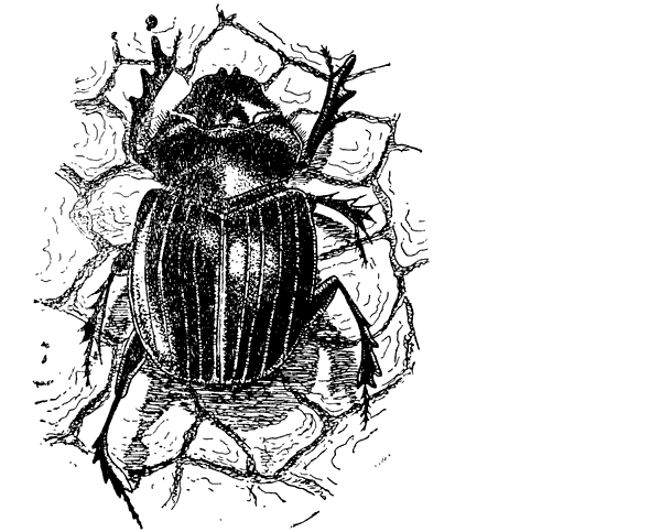 Муравей-жнец - i_014.png