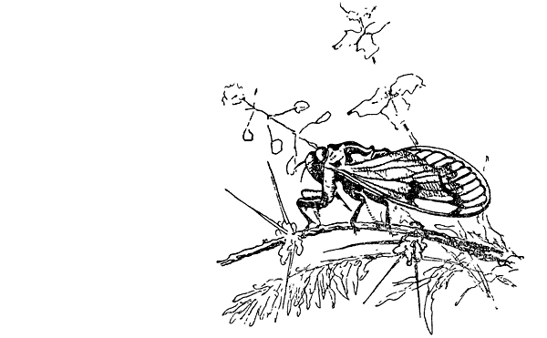 Муравей-жнец - i_016.png