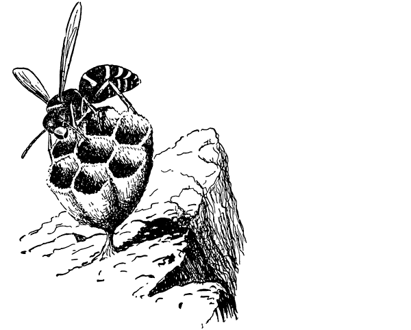 Муравей-жнец - i_018.png