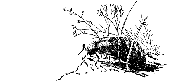 Муравей-жнец - i_019.png