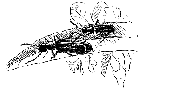 Муравей-жнец - i_020.png