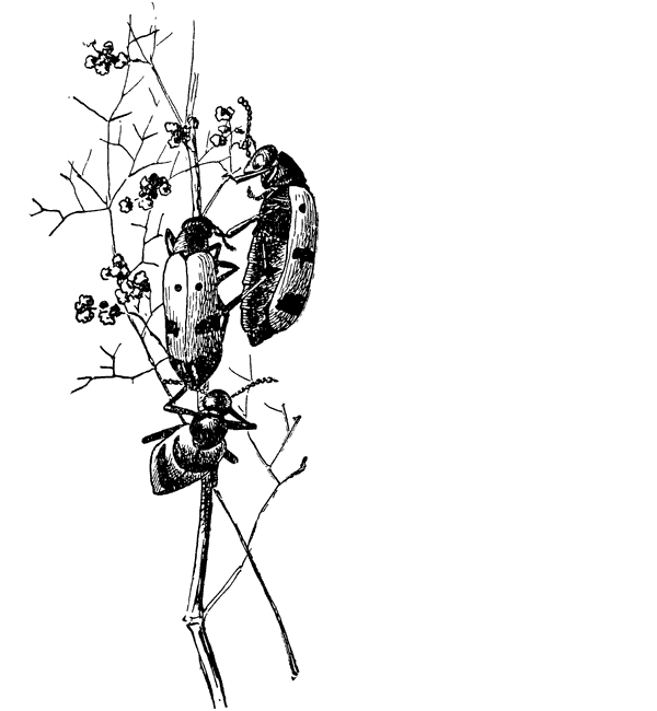 Муравей-жнец - i_021.png