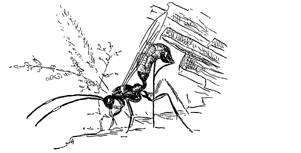 Муравей-жнец - i_022.png