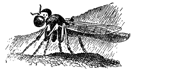 Муравей-жнец - i_023.png