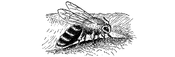 Муравей-жнец - i_024.png