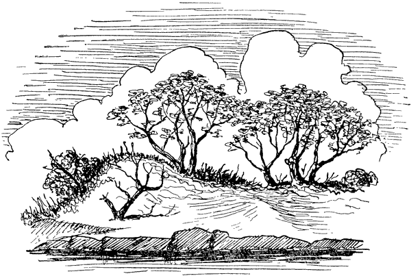 Муравей-жнец - i_025.png