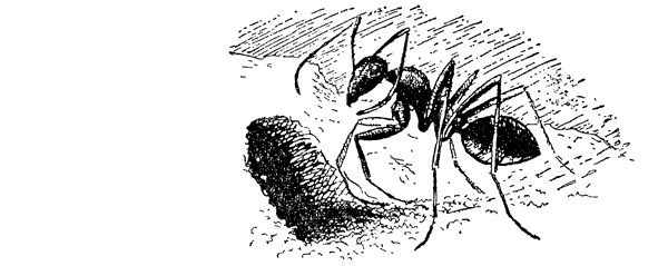 Муравей-жнец - i_026.png