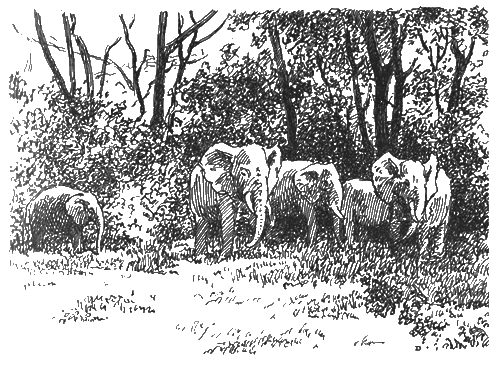 Китабу о животных - i_006.png