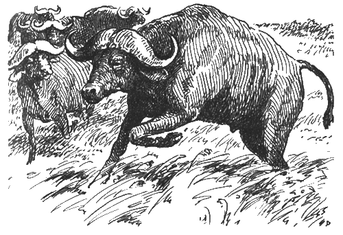 Китабу о животных - i_011.png