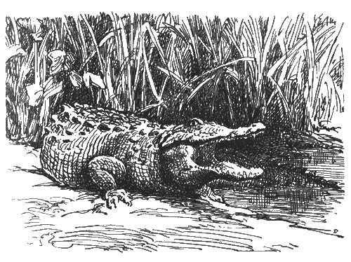 Китабу о животных - i_019.png