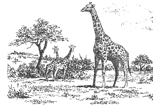 Китабу о животных - i_027.png