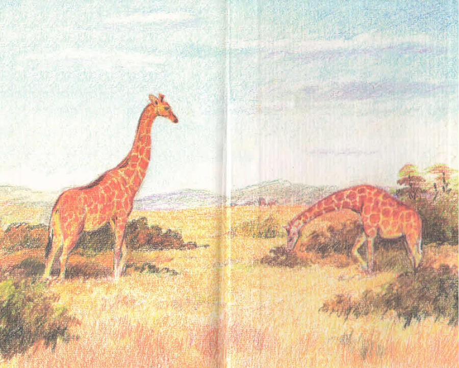 Китабу о животных - i_029.jpg