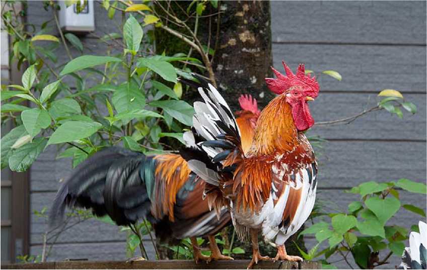 Страна восходящего солнца. Загадки древней истории - i_129.jpg