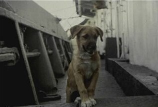 Обезьяна на мачте - solenijpes1.jpg