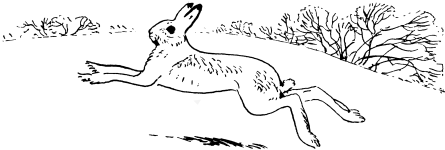 Как кошки ловят рыбу - image11.png