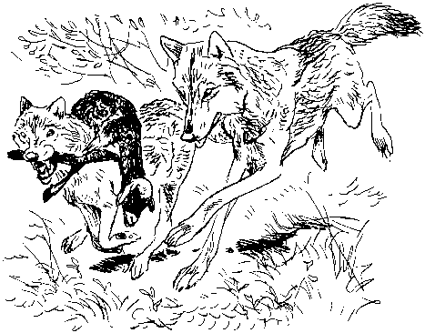 Как кошки ловят рыбу - image14.png