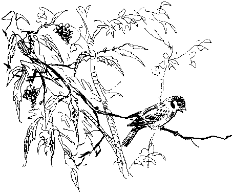 Как кошки ловят рыбу - image18.png