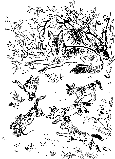 Как кошки ловят рыбу - image23.png