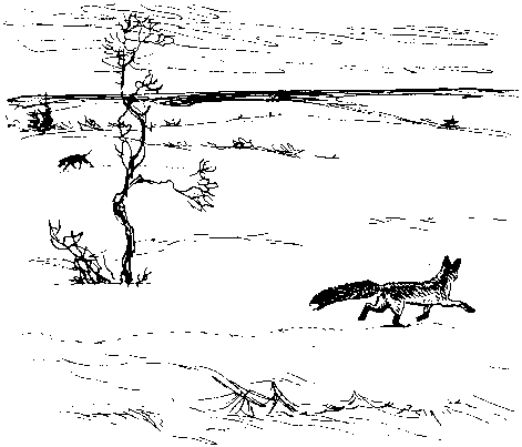 Как кошки ловят рыбу - image24.png