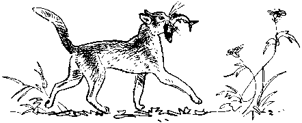 Как кошки ловят рыбу - image4.png