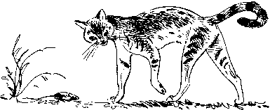 Как кошки ловят рыбу - image7.png