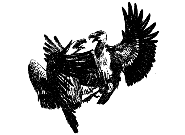 Там, где бродили львы. Последние из свободных - i_005.png