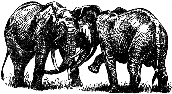 Там, где бродили львы. Последние из свободных - i_006.png