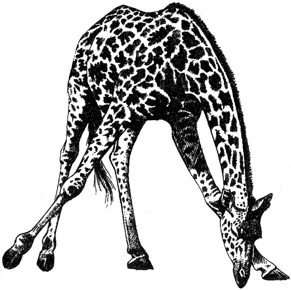 Там, где бродили львы. Последние из свободных - i_007.png