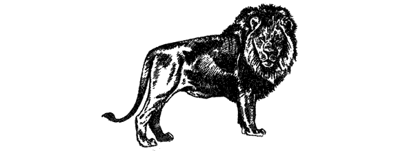 Там, где бродили львы. Последние из свободных - i_008.png