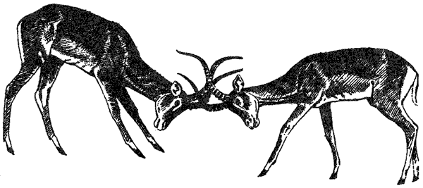 Там, где бродили львы. Последние из свободных - i_009.png