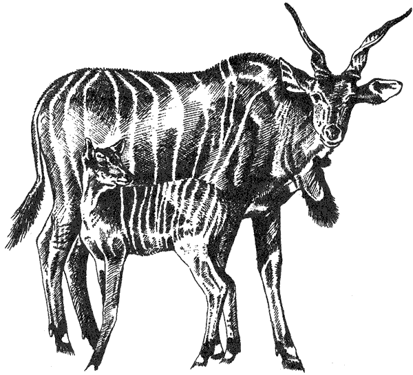 Там, где бродили львы. Последние из свободных - i_010.png