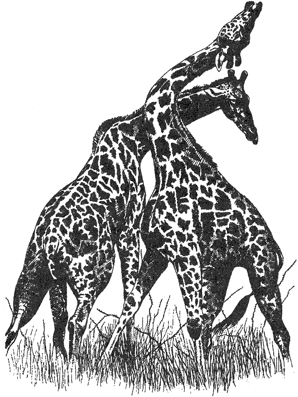 Там, где бродили львы. Последние из свободных - i_011.png