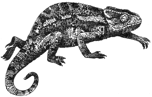 Там, где бродили львы. Последние из свободных - i_012.png