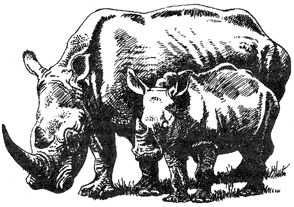 Там, где бродили львы. Последние из свободных - i_013.png