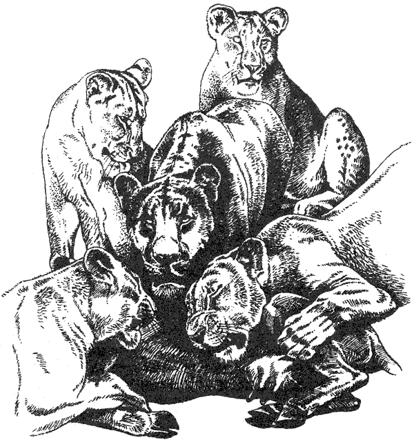 Там, где бродили львы. Последние из свободных - i_015.png