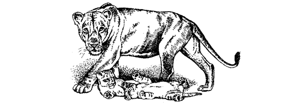 Там, где бродили львы. Последние из свободных - i_016.png