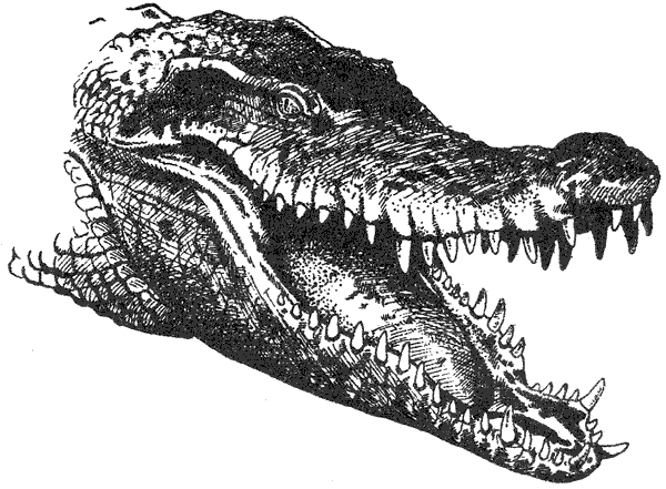 Там, где бродили львы. Последние из свободных - i_017.png
